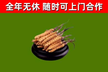 甘孜回收散虫草